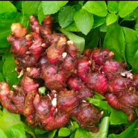 JAHE MERAH SEGAR / JAHE MERAH