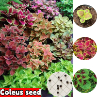 [Good Seed] พร้อมส่ง เมล็ดพันธุ์ Coleus Seed ที่ปลูกง่าย เมล็ดสด 100% บรรจุถุงคละสี 150 เมล็ด เมล็ดพ