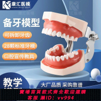 {公司貨 最低價}備牙模型牙科口腔材料器械牙齒模型口腔教學練習模型樹脂牙模材料