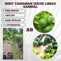 BIBIT TANAMAN JERUK LIMAU BERBUAH Artifical
