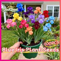 100pcs/pack Mixed Color Blue Iris Plant Seeds for Planting Blue Iris Flower Seeds for Gardening Orna
