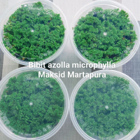 Bibit azolla microphylla super hijau, untuk pakan peliharaan seperti ayam bebek sapi kelinci ikan gu