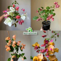(PROMO PAKET) Hemat 4 Jenis Tanaman Hias Bougenville Bunga Kertas Varian Warna - Bibit Pohon Bunga B