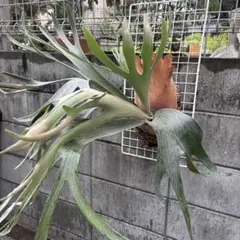 オリジナル pup FSQ（vp#2)'DeLaRocha デラロッチャ OC fsq vp#2の価格比較なら-2026年1月 | BigGo日本