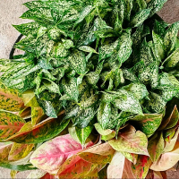 paketan terlaris,1 paket isi 5aglonema,,,siam paragon,,,andini,,dut white,dut mawar,sultan Brunei