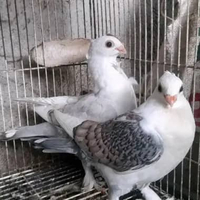 BURUNG MERPATI HIAS SANTINET REMAJA satuan