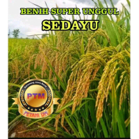 BENIH PADI SEDAYU SUPER UNGGUL 1KG