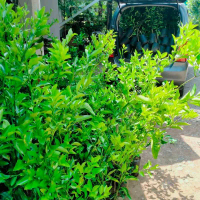 Bibit Pohon Jeruk Limo/Jeruk Limau Okulasi
