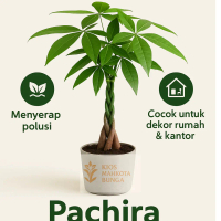Tanaman Pachira Money Tree- Tanaman Hias Pacira / Pohon Pacira ( Plus Pot)
