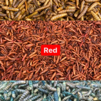 Maggot Kering BSF Kering/Dry Maggot 1 kg Blue Yellow Red Maggot - Pakan Ikan Koi, Chana, Louhan, Arw