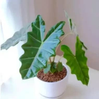 Tanaman hias alocasia sanderiana alokasi sanderiana