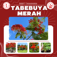 Bibit Tanaman Tabebuya Merah Berkualitas No. 1