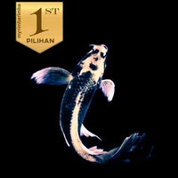 Baby Koi Kabuto Platinum Slayer Ikan Hias Kolam Aquarium Aquascape -