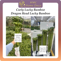 (1 Stick) Real Live Plant Curly Lucky Bamboo / Dragon Head Lucky Bamboo Pokok Hidup