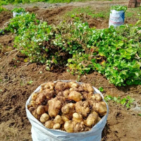Gembili Ketan Mentah Segar | Bahan Camilan Tradisional | Umbi Pilihan Berkualitas Food