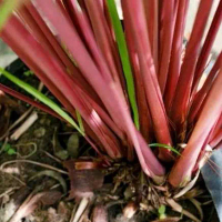 Bibit Tanaman Sereh Merah Sereh Wangi Artificial