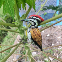boneka mainan burung pelatuk bawang / jontrot manuk caladi kundang / patung burung paruh bawang