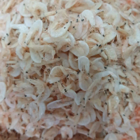 Udang Rebon Cepeh Ebi Segar Gurih Tanpa Bahan Pengawet Produk Makanan Segar dan Lezat
