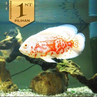 Oscar Batik Albino JUMBO 12 Cm Ikan Hias Hiasan Aquarium Tanaman Air Aquascape disarankan Gojek INST