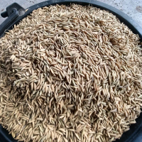 เมล็ดพันธุ์ข้าวมะลิ 105 ข้าวปลูกหอมมะลิ 5 กิโลกรัม