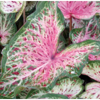 Anak Benih Ubi Keratan Segar Keladi Heart & Soul Caladium Heart & Soul