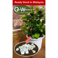 Pebble Wash Stone Plant Landscape Decoration 100gram / Biji Batu Pebble Hiasan Landskap Taman 100/30