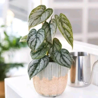 Tananan philodendron brandtianum/philo brantianum/philo sirih brantianum/tanaman rambat.