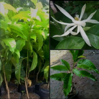 Bibit Kembang Kantil Putih Artificial