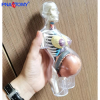 Educational Human Body transparent Anatomy 4D MASTER puzzle assembly toy pregnancy anatomical medical sciences model