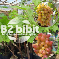 Bibit anggur import transfigurasi ( sudah hasil grafting) berkualitas