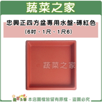 【蔬菜之家】忠興正四方盆專用水盤(磚紅色)6吋、1尺、1尺6(共3種尺寸可選)