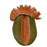 Bibit Nangka Madu Merah (Tinggi 1 meter) Tanaman Nangka Merah Cepat berbuah