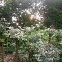 pohon bongsay anting putri salju