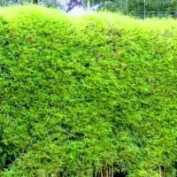 Bibit Tanaman Bambu Jepang boleh COD