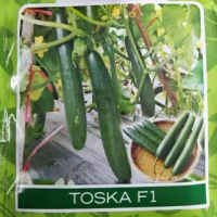 Benih TIMUN JEPANG (isi-4) _ Biji Bibit Sayur TOSKA F1