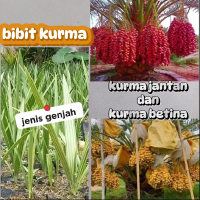 bibit kurma asli super genjah cepat berbuah
