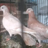 BURUNG MERPATI HIAS WINA satuan