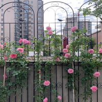 鐵線蓮爬藤架薔薇月季種植庭院柵欄戶外花架支撐桿鐵藝爬藤花架網