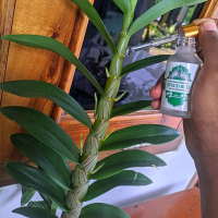 Serum SPEED BUD – Perangsang Spike Bunga dan Tunas pada Anggrek dan Tanaman Hias Lainnya