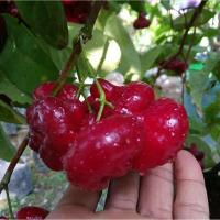 Bibit Tanaman Buah Jambu Air Kancing-Bibit Jambu Air Kancing-Bibit Jambu Air Kancing Merah/Putih - B