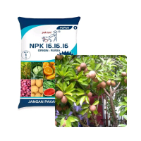 pupuk npk 161616 buah sawo
