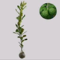 Benih tanaman daun  jeruk purut,jeruk purut