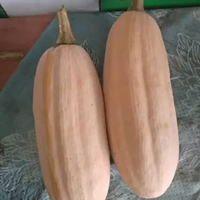 Benih/biji Labu kuning lonjong isi 10 biji