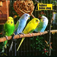 BURUNG PARKIT WARNA PILIHAN SEPASANG