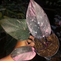 Philodendron Pink Princess Galaxy Ruby / Pink Princess Galaxy Marble