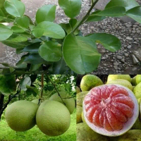 Bibit Tanaman Pohon Jeruk Bali