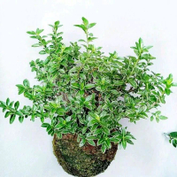 TANAMAN BIBIT BONSAI MIRTEN (plus pot /tanpa pot)