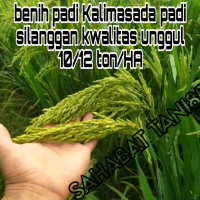 Benih Padi Kalimasada Unggul Kwalitas Unggul 5kg - Daun Hijau Tegak Bibit Bunga nangka lengkeng