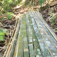 10 bilah bambu ajir 100 cm tanaman atau kerajinan bisa juga untuk pagar