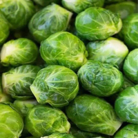 5 biji - Benih Kubis Mini Brussels Sprout, Kubis dengan bentuk unik. BenihBerkualitas Unggul